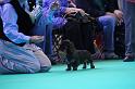 Crufts_dachshunds 089